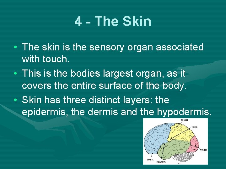 4 - The Skin • The skin is the sensory organ associated with touch.