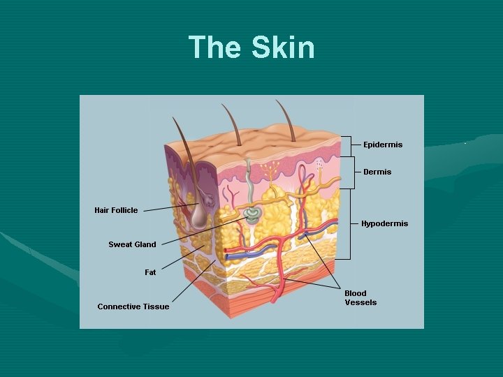 The Skin 