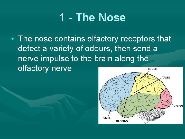 1 - The Nose • The nose contains olfactory receptors that detect a variety