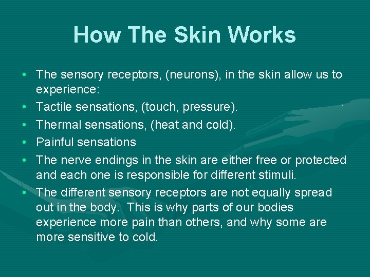 How The Skin Works • The sensory receptors, (neurons), in the skin allow us