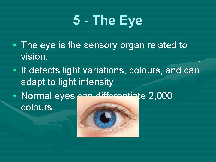 5 - The Eye • The eye is the sensory organ related to vision.