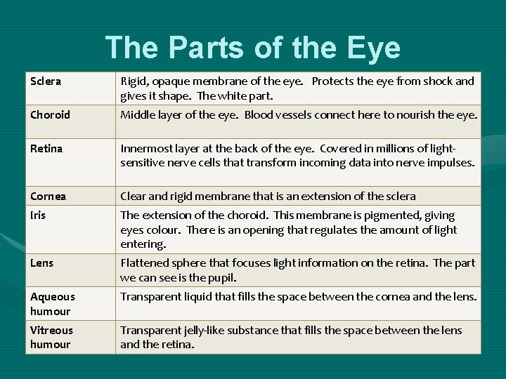 The Parts of the Eye Sclera • Rigid, opaque membrane of the eye. Protects