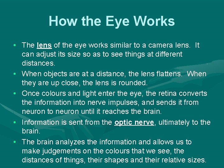 How the Eye Works • The lens of the eye works similar to a