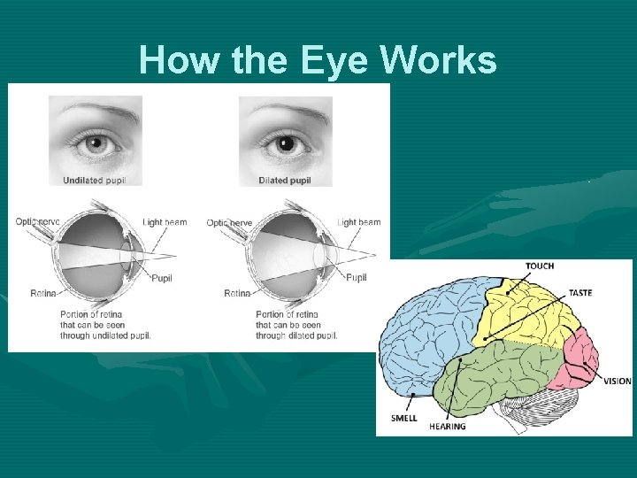How the Eye Works 