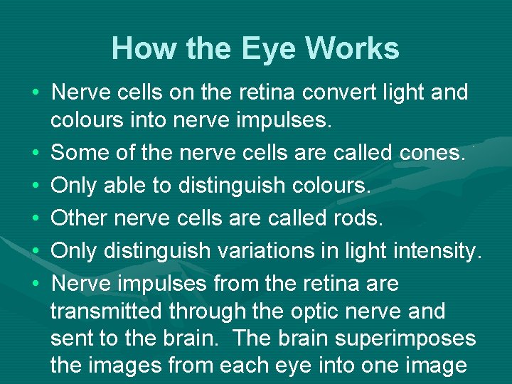 How the Eye Works • Nerve cells on the retina convert light and colours
