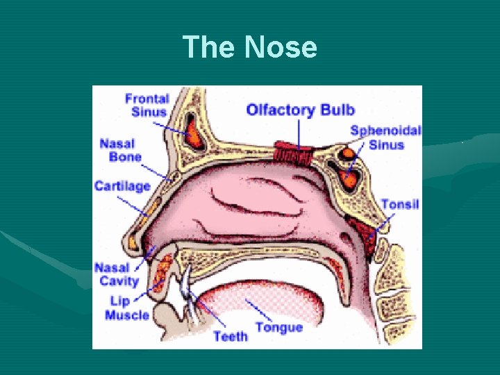 The Nose 