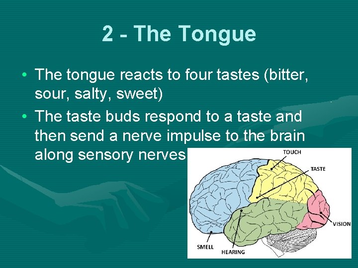 2 - The Tongue • The tongue reacts to four tastes (bitter, sour, salty,