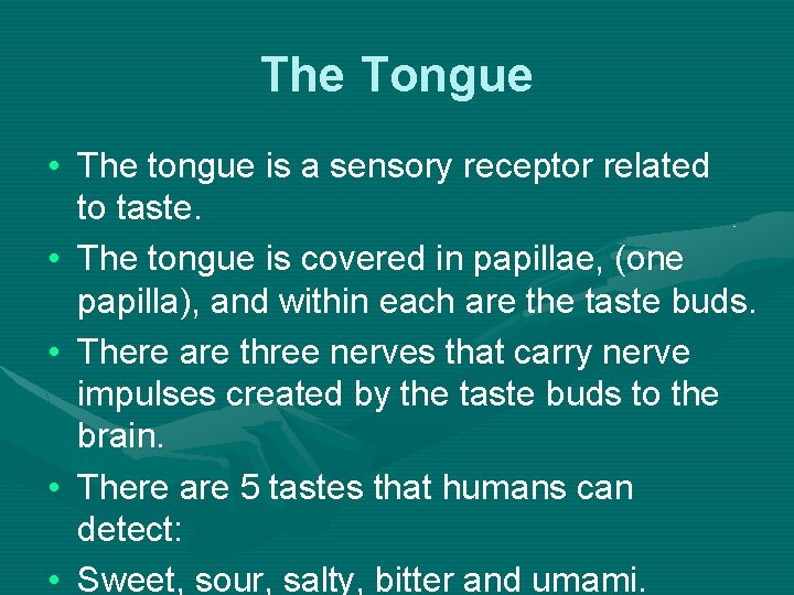 The Tongue • The tongue is a sensory receptor related to taste. • The