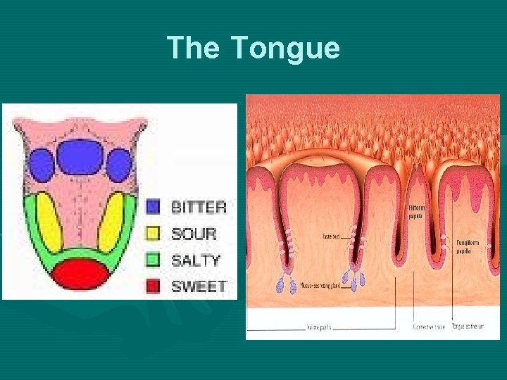 The Tongue 