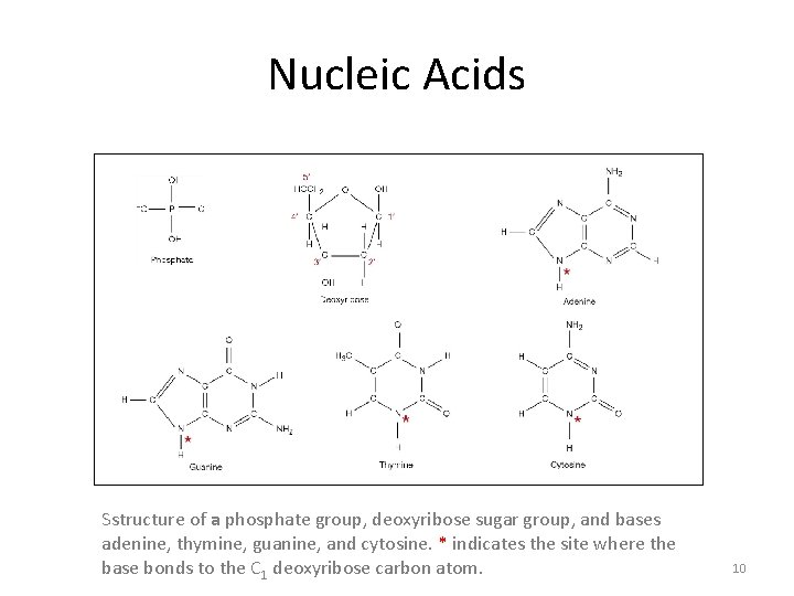 Nucleic Acids Sstructure of a phosphate group, deoxyribose sugar group, and bases adenine, thymine,