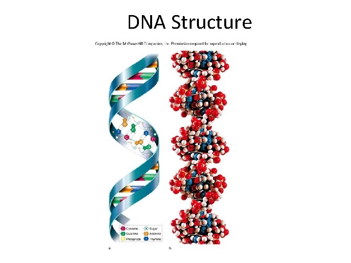 DNA Structure 