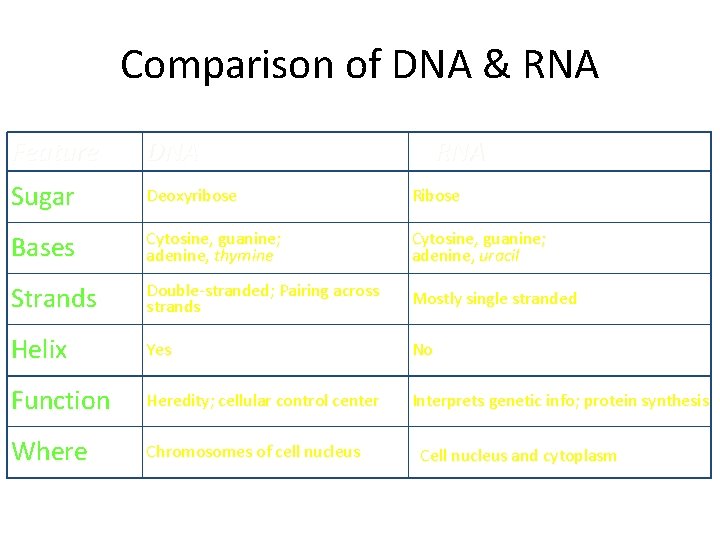 Comparison of DNA & RNA Feature DNA RNA Sugar Deoxyribose Ribose Bases Cytosine, guanine;