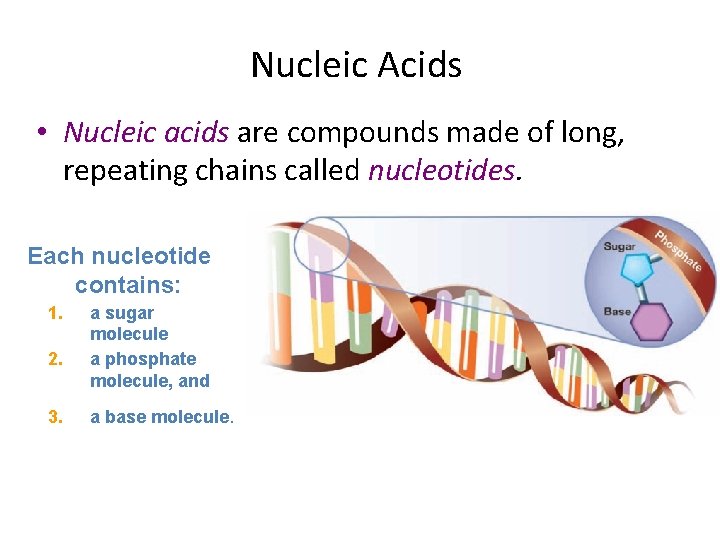 Nucleic Acids • Nucleic acids are compounds made of long, repeating chains called nucleotides.