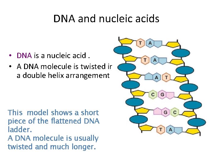 DNA and nucleic acids • DNA is a nucleic acid. • A DNA molecule