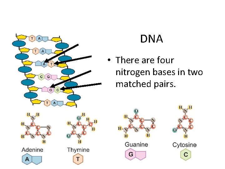DNA • There are four nitrogen bases in two matched pairs. 