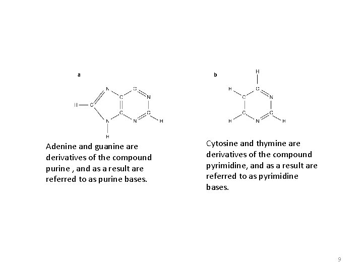 a Adenine and guanine are derivatives of the compound purine , and as a