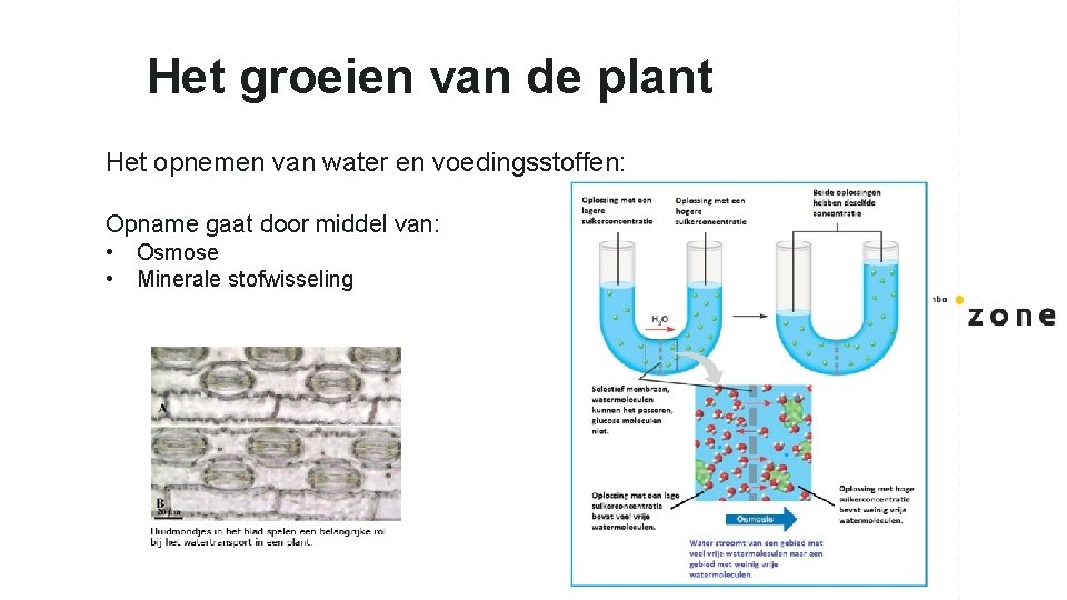 Het groeien van de plant Het opnemen van water en voedingsstoffen: Opname gaat door