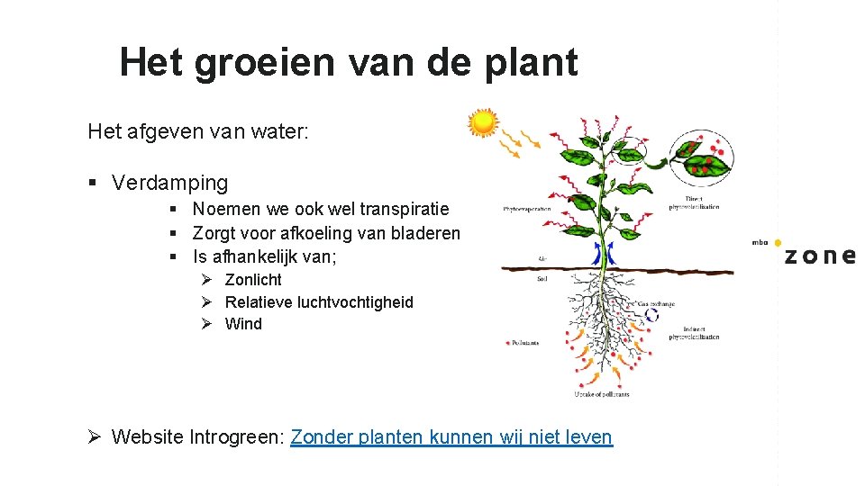 Het groeien van de plant Het afgeven van water: § Verdamping § Noemen we
