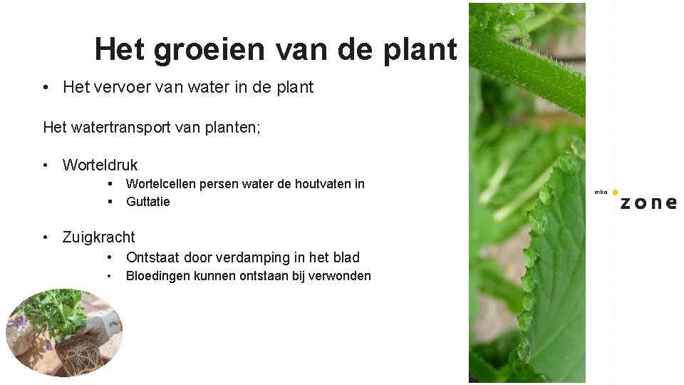 Het groeien van de plant • Het vervoer van water in de plant Het