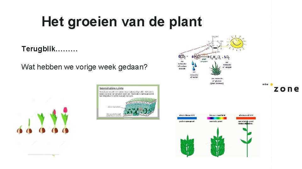 Het groeien van de plant Terugblik……… Wat hebben we vorige week gedaan? 