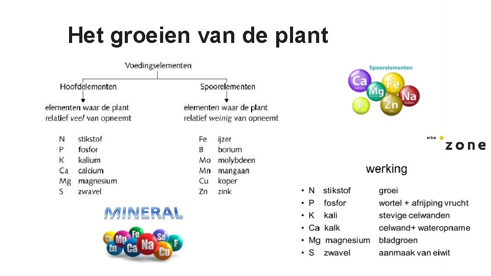 Het groeien van de plant 