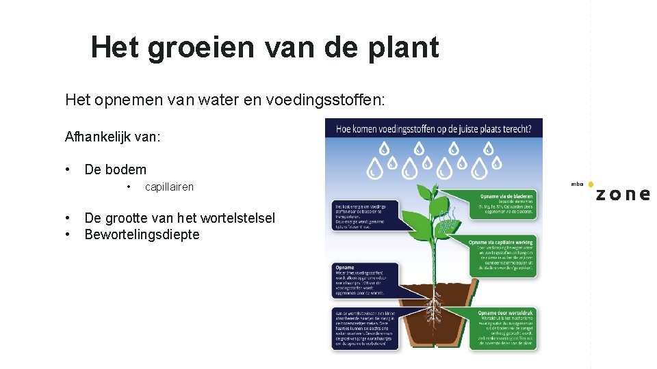 Het groeien van de plant Het opnemen van water en voedingsstoffen: Afhankelijk van: •
