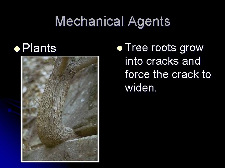 Mechanical Agents l Plants l Tree roots grow into cracks and force the crack