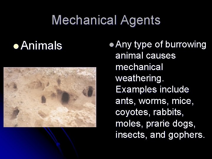 Mechanical Agents l Animals l Any type of burrowing animal causes mechanical weathering. Examples