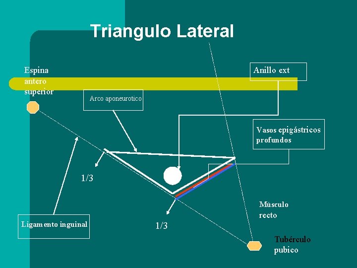 Triangulo Lateral Espina antero superior Anillo ext Arco aponeurotico Vasos epigástricos profundos 1/3 Músculo