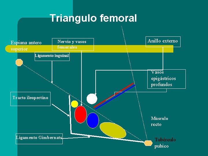 Triangulo femoral Espiana antero superior Nervio y vasos femorales Anillo externo Ligamento inguinal Vasos