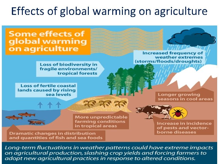 Effects of global warming on agriculture 