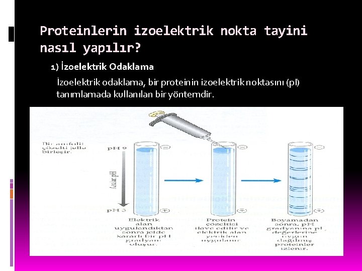 Proteinlerin izoelektrik nokta tayini nasıl yapılır? 1) İzoelektrik Odaklama İzoelektrik odaklama, bir proteinin izoelektrik