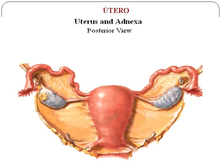 ÚTERO 