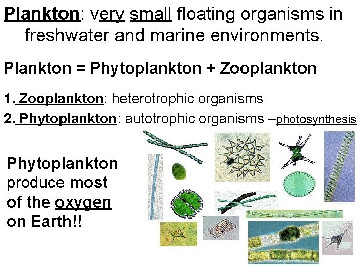 Plankton: very small floating organisms in freshwater and marine environments. Plankton = Phytoplankton +