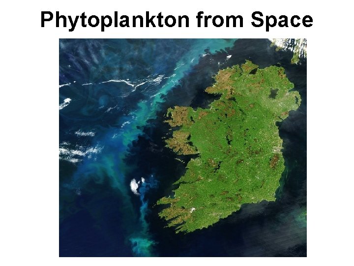 Phytoplankton from Space 