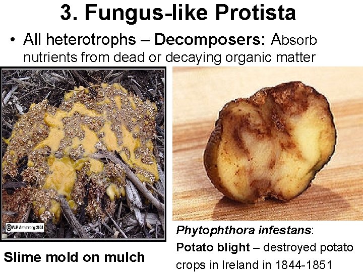 3. Fungus-like Protista • All heterotrophs – Decomposers: Absorb nutrients from dead or decaying