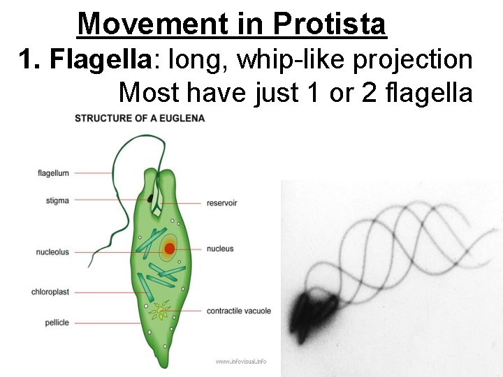 Movement in Protista 1. Flagella: long, whip-like projection Most have just 1 or 2