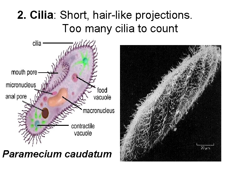2. Cilia: Short, hair-like projections. Too many cilia to count Paramecium caudatum 