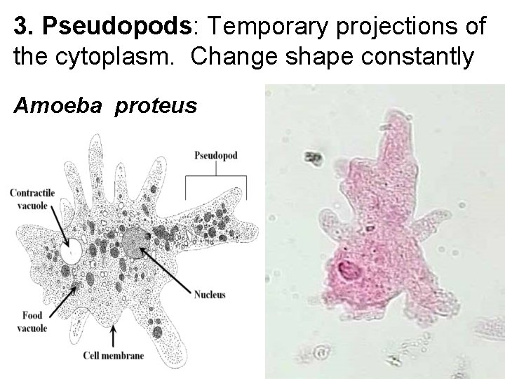 3. Pseudopods: Temporary projections of the cytoplasm. Change shape constantly Amoeba proteus 