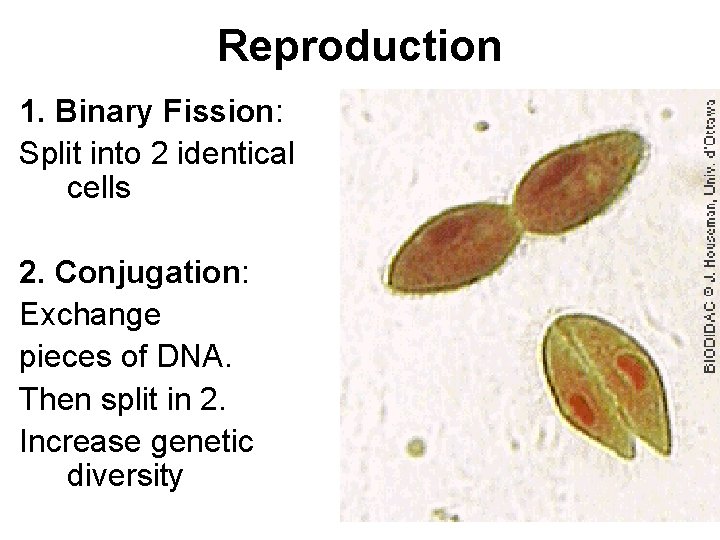 Reproduction 1. Binary Fission: Split into 2 identical cells 2. Conjugation: Exchange pieces of