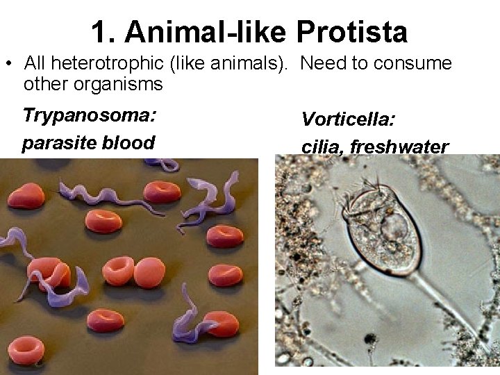 1. Animal-like Protista • All heterotrophic (like animals). Need to consume other organisms Trypanosoma: