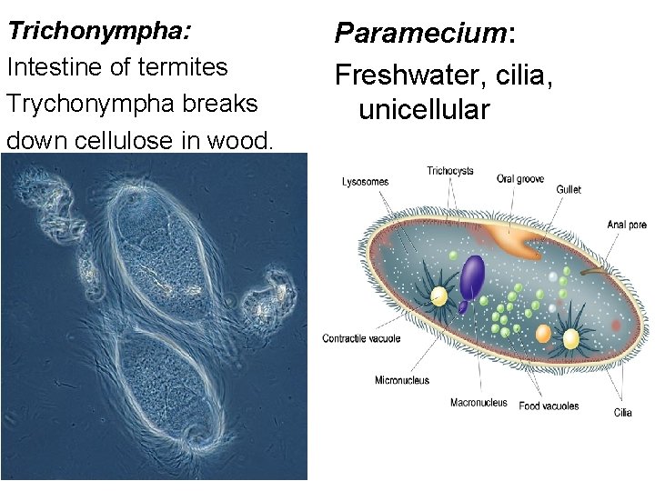 Trichonympha: Intestine of termites Trychonympha breaks down cellulose in wood. Paramecium: Freshwater, cilia, unicellular