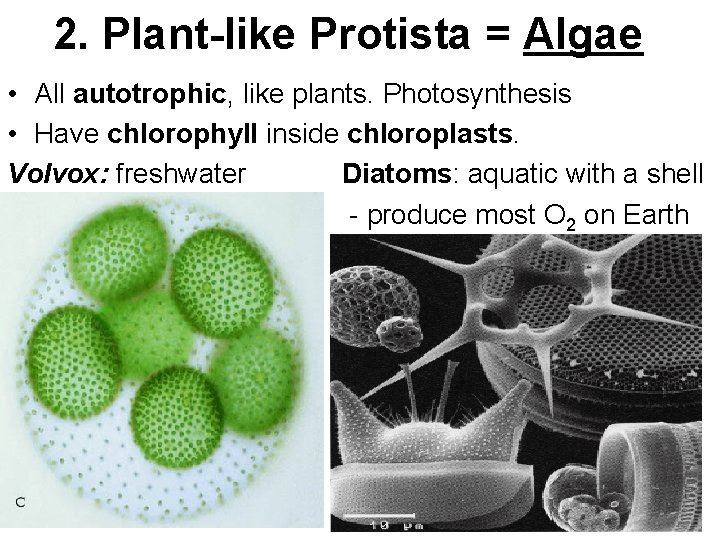 2. Plant-like Protista = Algae • All autotrophic, like plants. Photosynthesis • Have chlorophyll