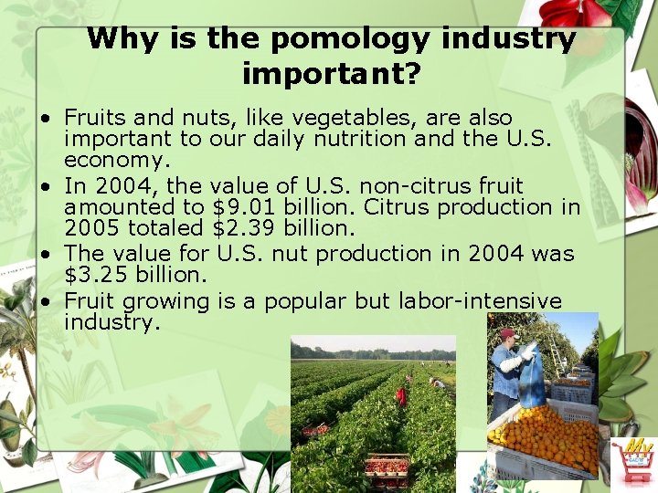 Why is the pomology industry important? • Fruits and nuts, like vegetables, are also
