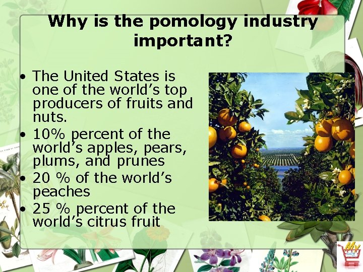 Why is the pomology industry important? • The United States is one of the
