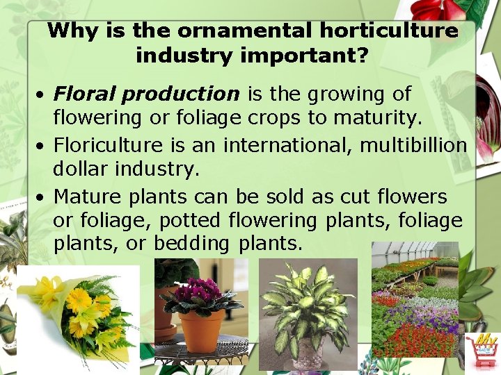 Why is the ornamental horticulture industry important? • Floral production is the growing of