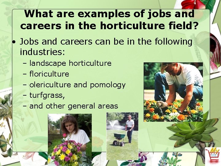 What are examples of jobs and careers in the horticulture field? • Jobs and