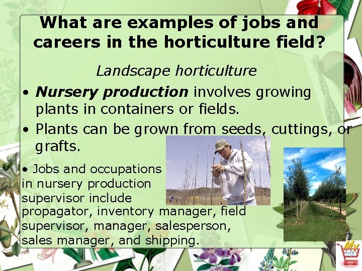 What are examples of jobs and careers in the horticulture field? Landscape horticulture •