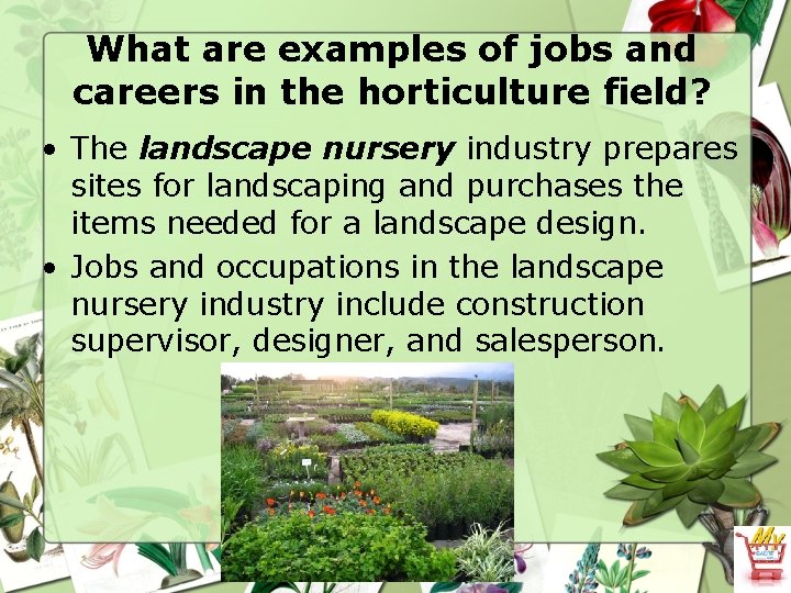 What are examples of jobs and careers in the horticulture field? • The landscape