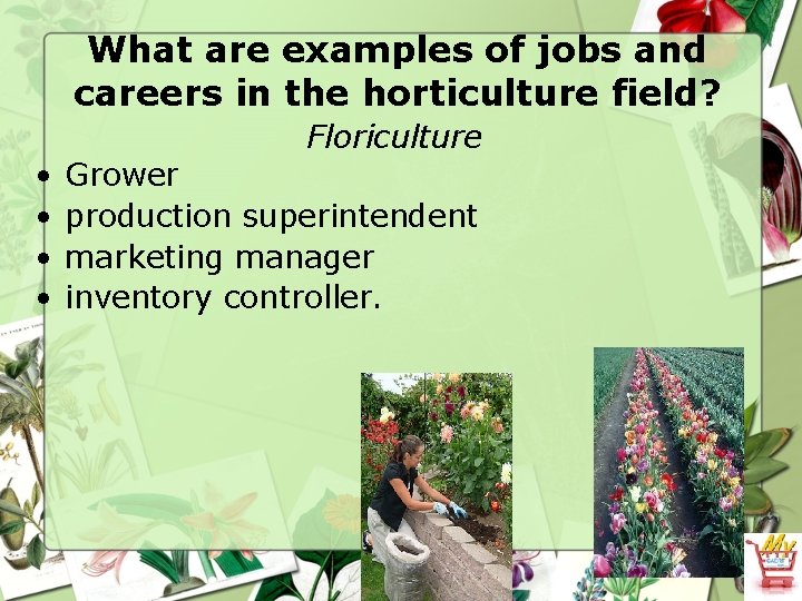 What are examples of jobs and careers in the horticulture field? • • Floriculture